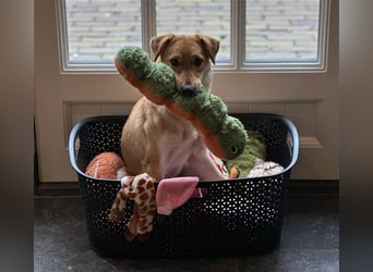 Lexie - Unser liebevolles Energiebündel und Kuschelmonster