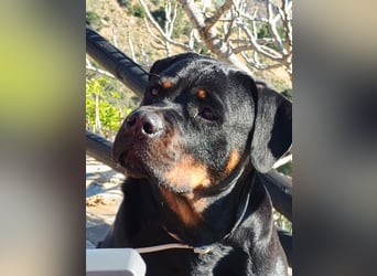 tolle Rottweilerhündin Daisy