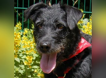 Feliciti - fröhlicher Familienhund - Tierhilfe Franken e.V.