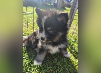 Zauberhafte Pomsky Welpen suchen ihr neues Zuhause! (ab 22.05.2025)