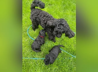 Wunderschöne Cockapoo/Cockerpoo Welpen