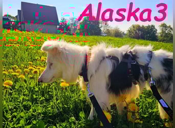 Alaska3 06/2024 (in Deutschland) - eine ganz besondere Border-Collie Hündin!