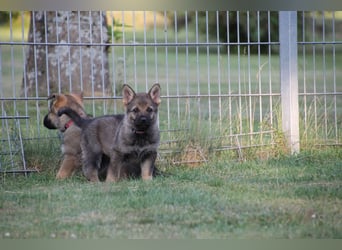 Schäferhund Welpen mit VDH Ahnentafel