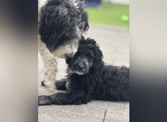 Genau ich suche ein Körbchen für immer bin der letzte aus dem Wurf
