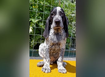 Braque d'Auvergne (Auvergne Vorstehhund) Welpe