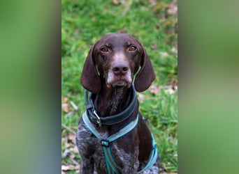 Neo wartet in Tierheim 75177 Pfortzheim