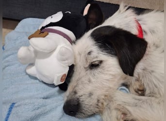 Nicky 01/2019 (ESP Pflegestelle) - braver, ausgeglichener und unglaublich lieber Bodeguero-Mix!