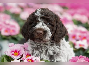 Lagotto Romagnolo Welpen, 6 Welpen suchen ein Zuhause