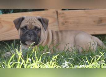 Freiatmige Bulldoggenwelpen Abgabebereit