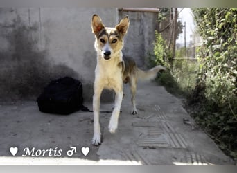 Familienhund Mortis sucht ein Zuhause