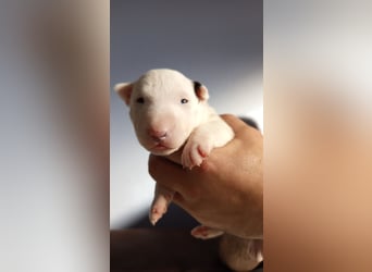 Miniatur Bullterrrier Welpe Hündin