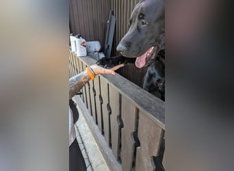 MOGLI ❤️ liebevoller Riese, Pflegefamilie Oberursel