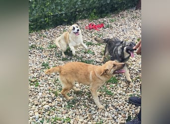 LEILA sucht eine Familie