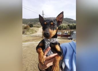 Murphy, möchte endlich ein Zuhause
