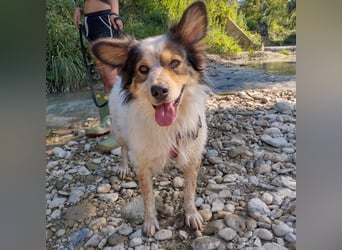 Axel - sanft, fröhlich, liebevoll mit Hund und Mensch - ein Traumtyp