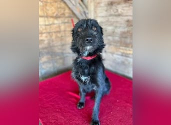 Luna, Schnauzer-Mix, Hündin, geb. 09.04.2024, ca. 40 cm, 8,6 kg