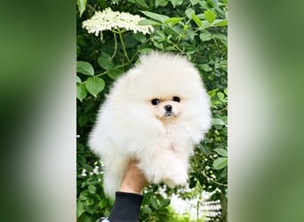 Pomeranian Zwergspitz