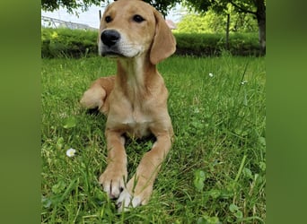 Linja eine elegante kleine Dame