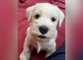 Welpen weiß Zwergschnauzer Hündin