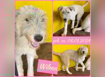 Wilma, 1 ¼-jähriges Mädel, Größe: mittelgroß, freundlich, aufgeschlossen, verschmust, souverän