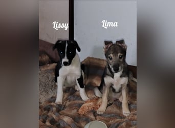 Suchen ab 18.05 2025 ein liebevolles Zuhause