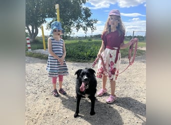 Amelie eine absolute Familienhündin