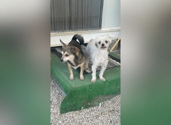Zwei Seelchen suchen ein Zuhause
