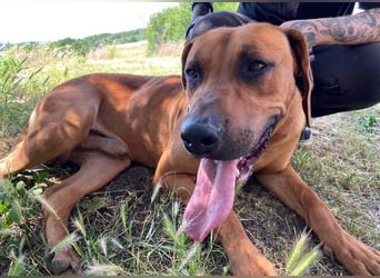 Beethoven, Rhodesian Ridgeback