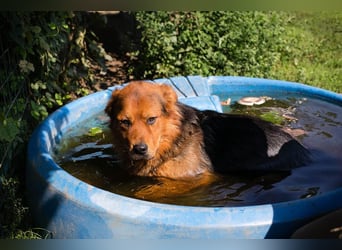 Milo – Harte Schale, weicher Kern