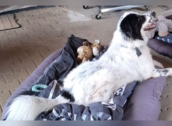Oslo (ca. 2 Jahre) – großer Hund sucht neuen Platz (41749 Viersen)
