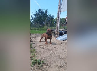 Szczeniaki  Rhodesian Ridgeback/ Pies/Suka Rhodesian Ridgeback/ welpen rhodesian