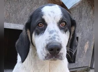 Ananda ❤️ liebe Fellfreundin fürs Leben