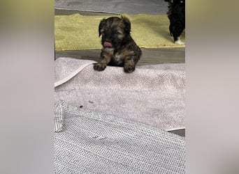 Tibet Terrier Rüde