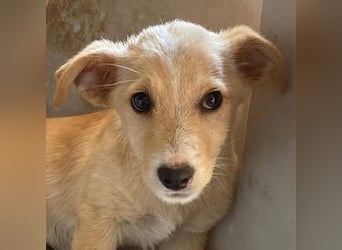 Tasha, geb. ca. 03/2025, lebt in GRIECHENLAND, im städt. Tierheim Serres