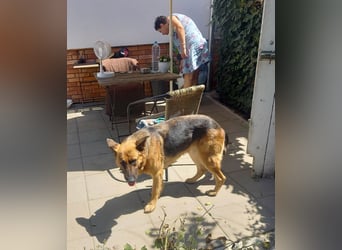 Molly sucht ein liebevolles Zuhause