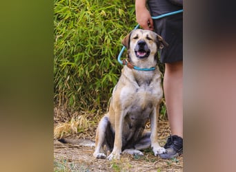 Mya, Mix Schäferhund / Rafeiro Alentejano, lieb und sozial