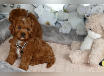 Wunderschöne Cavapoo Welpen F1 (Toypudel/Zwergpudel + Cavalier King Charles Spaniel) mit Ahnentafel
