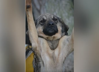 „Sally“, Kangal-Mixhündin, ca. 2022/2023 geboren, ruhig, zurückhaltend