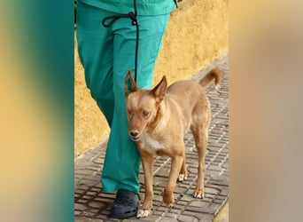 Coral, sehr loyal, klug, bewegungsfreudig