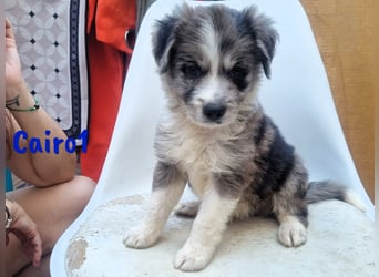Cairo1 geb. 05/2025 (ESP) - verspielter Border-Collie-Mix Welpe!
