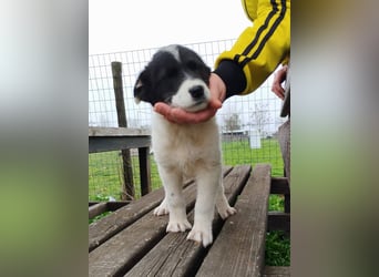 Vera - mit acht Wochen musste sie mit anschauen, wie vier ihrer Geschwister überfahren wurden.