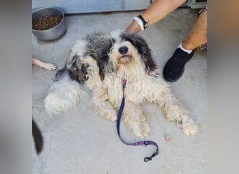 Jovi - -HAT INTERESSENTEN - ängstlicher kleiner Kerl sucht seine Familie