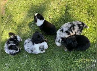 Einzigartige Mini Aussies