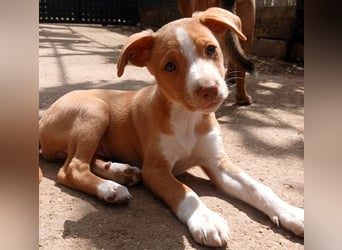 Miércoles 01/2025 (ESP) - verspieltes und neugieriges Podenco Mädchen!
