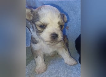 Maltipoo in zauberhaften Farben