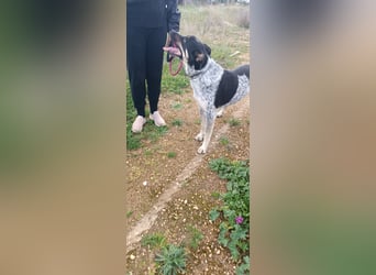 Bacio - ein Schatz für die ganze Familie