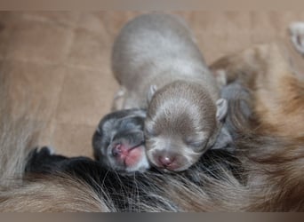 Chihuahua Welpe Lilac kurzhaar