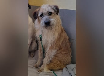 EDDI 3 J., kastr., ist auf der Suche nach seinen Herzensmenschen