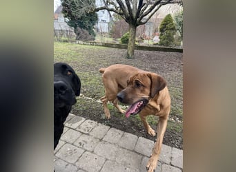 Wurf Cane Corso/Flat & Broholmer