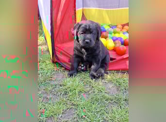 Labrador Welpen mit Ahnentafel